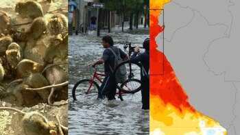 Plagas y efectos del cambio