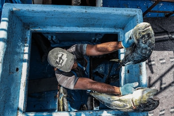 pesca