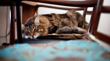 Enfermedad renal en perros y