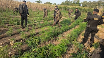 Antinarcóticos de Guatemala erradica más de 87 mil matas de marihuana en un operativo en Petén