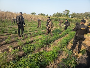 El operativo conjunto logró destruir tres zonas de cultivo ilícito de marihuana cerca del caserío Flor de la Esperanza./(PNC Antinarcóticos Guatemala)
