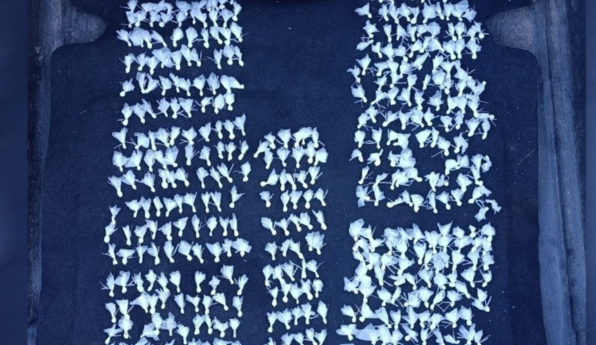 La cocaína incautada a los dos detenidos en Granadero Baigorria (Rosario3)