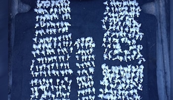 La cocaína incautada a los