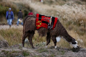 Utilizarán esta proteína localizada en