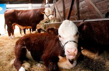 El auge generado por el