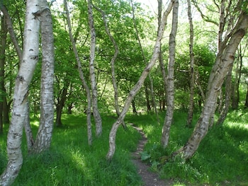 El bosque de Sherwood