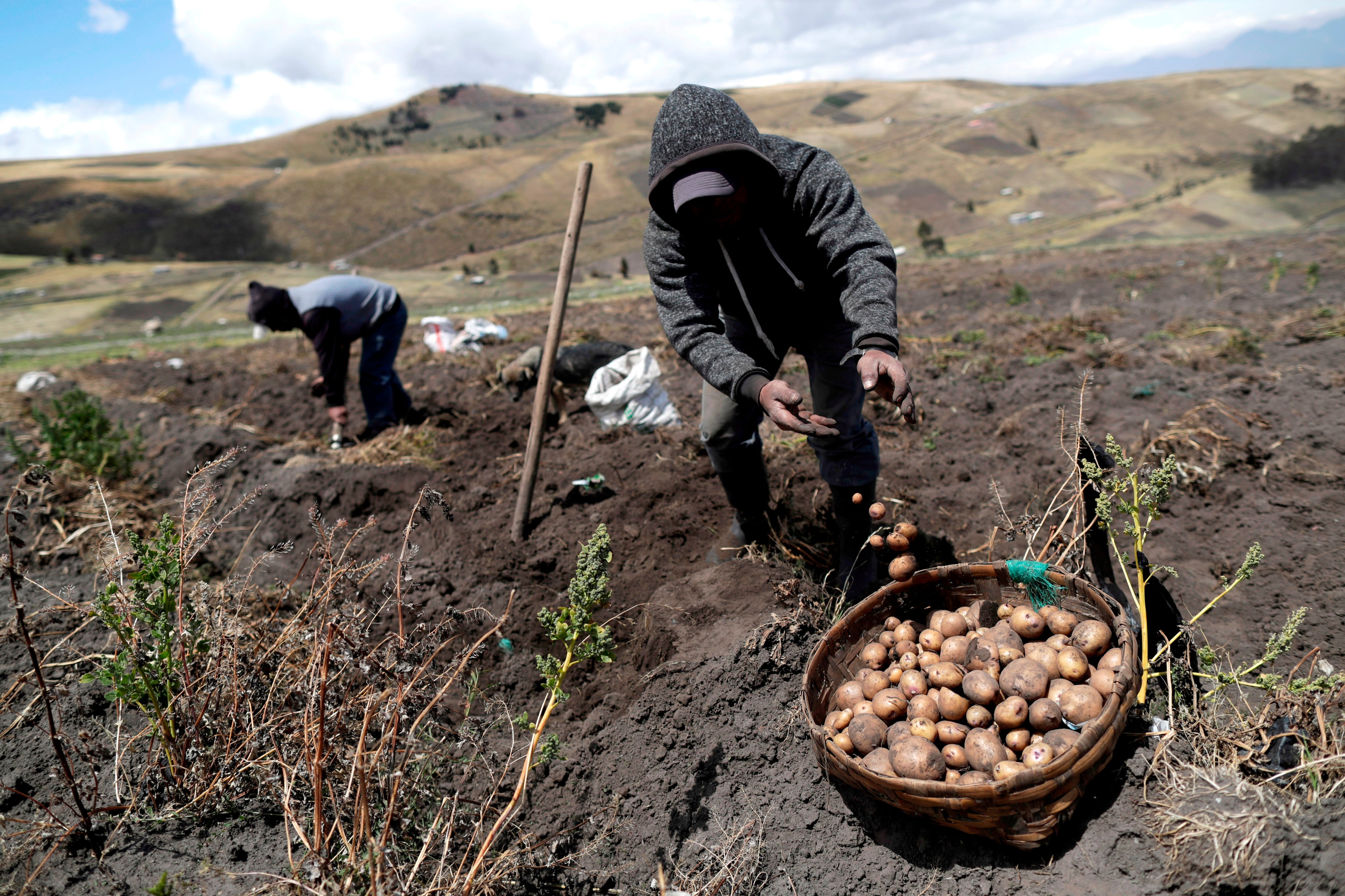 Ni tofu ni aguacate: este es el cultivo del futuro que puede producir más alimento que cualquier cereal en las mismas condiciones