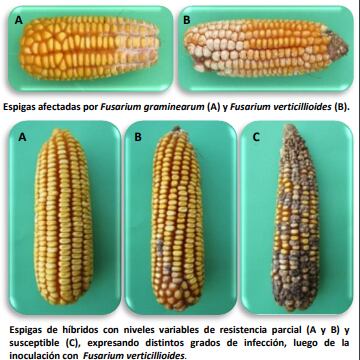 En maíz, las consecuencias de la irrupción de distintas variantes de Fusarium son incluso gravosas para el cultivo, los animales y la salud humana (INTA)