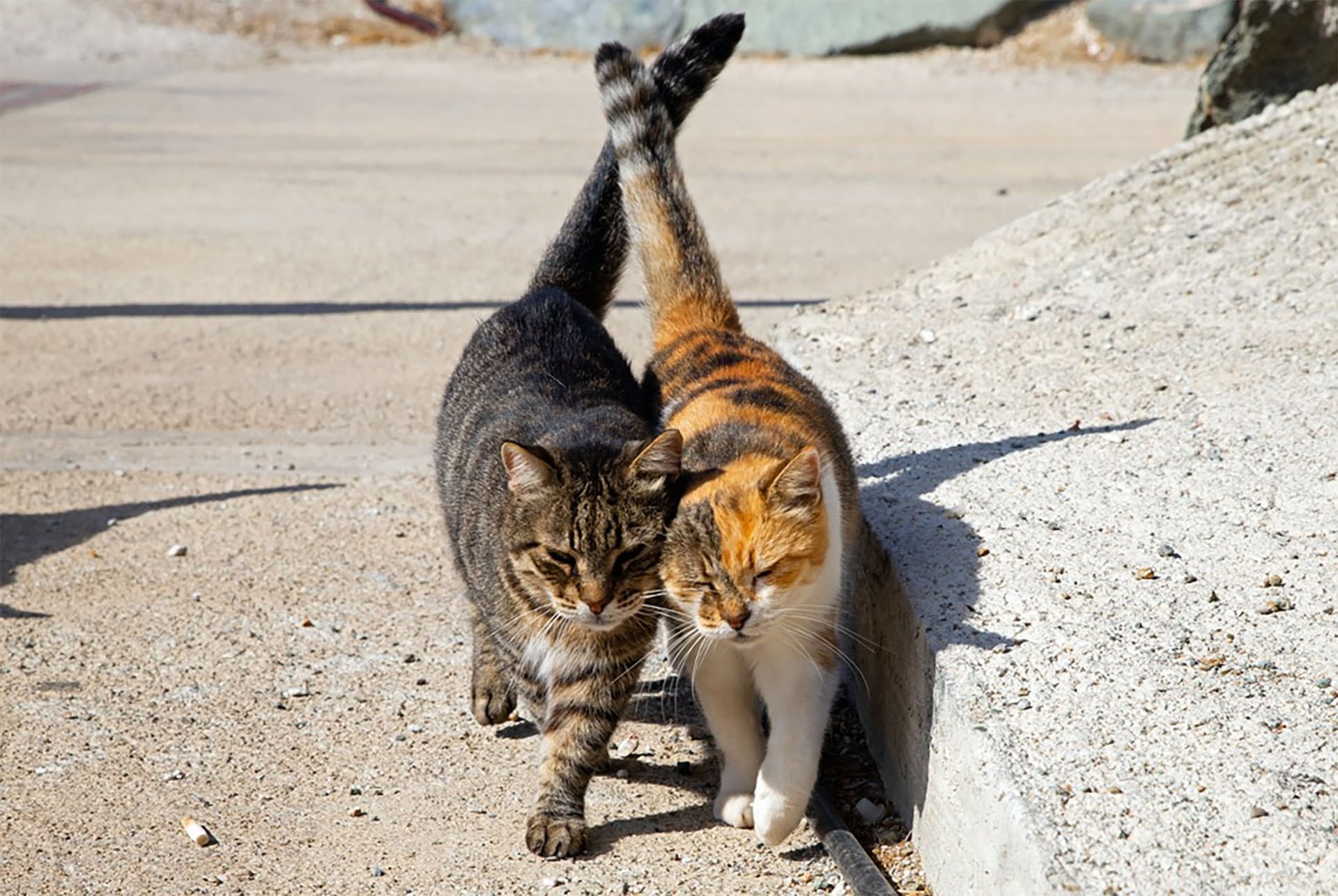 Un refugio en Grecia ofrece techo gratis a cambio de cuidar gatos en Siros