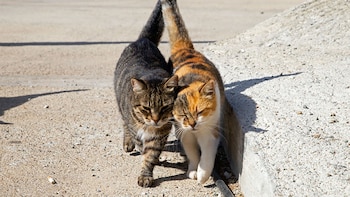 Un refugio en Grecia ofrece alojamiento gratuito a cambio de cuidar gatos en una isla paradisíaca