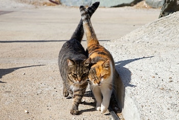 Dos gatos, uno atigrado y otro tricolor, caminan juntos sobre suelo pavimentado y cruzan las puntas de sus colas
