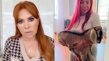 Magaly Medina retira su apoyo a Deysi Araujo y la acusa de maltrato animal por tener una cabrita en su departamento