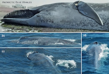 Cuatro paneles con una ballena varada en la orilla y tres ballenas azules nadando en el mar. Un camión al fondo del primer panel. Dos ballenas con marcadores