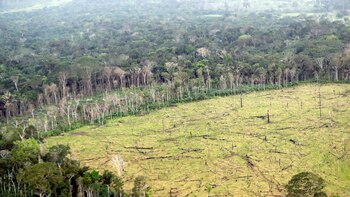 La deforestación mundial se acelera