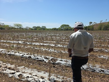El PMA estima que al menos 500.000 personas más en Honduras podrían caer en inseguridad alimentaria por la falta de lluvias y el fenómeno de El Niño. (Oscar Ortiz)