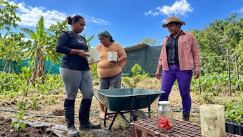 Comunidades indígenas de Costa Rica pierden sus cultivos por inundaciones y sequías: mujeres recurren al trueque de semillas para sobrevivir