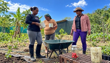 Mujeres indígenas de Costa Rica recurren al trueque de semillas para recuperar sus cosechas después de las inundaciones y mantener la producción de alimentos en sus comunidades. Crédito: Asociación de Mujeres Kábata Könana Talamanca Cabécar
