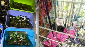 Algunos de los animales asegurados