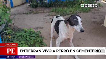 Entierran vivo a perrito en cementerio de Chiclayo y municipio no acude ante la alerta.