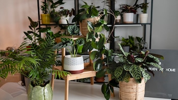 Tener plantas en tu casa pueden reducir en un 96% la contaminación de tu hogar, según un estudio