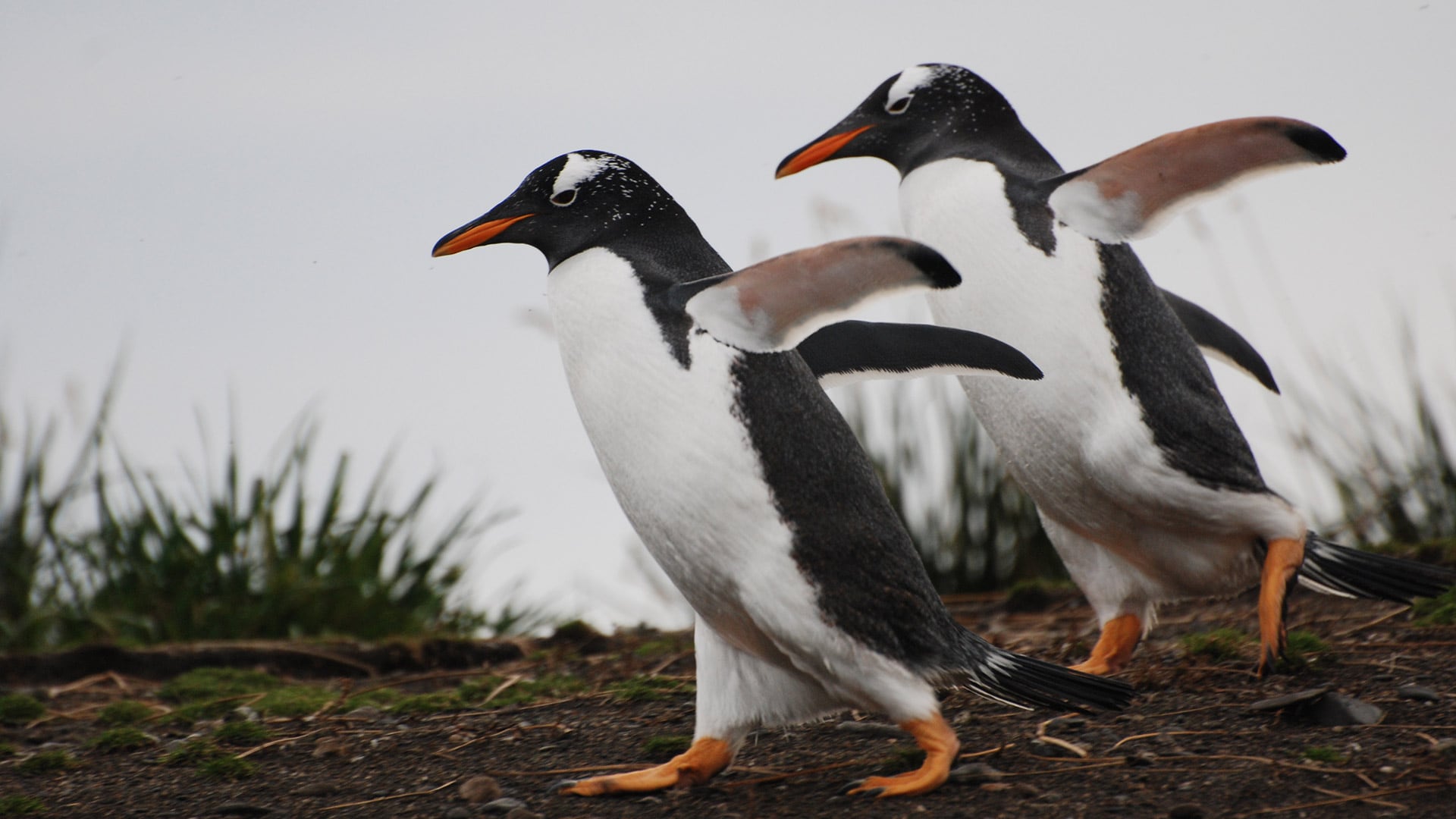 La colonia de pingüinos papúa en isla Martillo, Tierra del Fuego, se encuentra expuesta a temperaturas más altas que otras ubicaciones subantárticas/ Sandra Harris (CONICET/WCS Argentina)