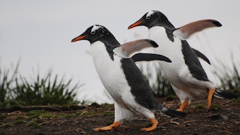 Pingüinos Papúa en Argentina