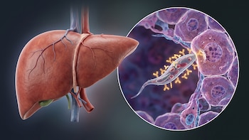 Descubren cómo bloquear al parásito de la malaria antes de que llegue al hígado y prevenir recaídas