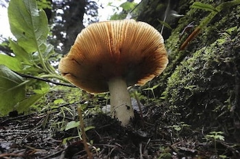 Imagen recurso de una seta