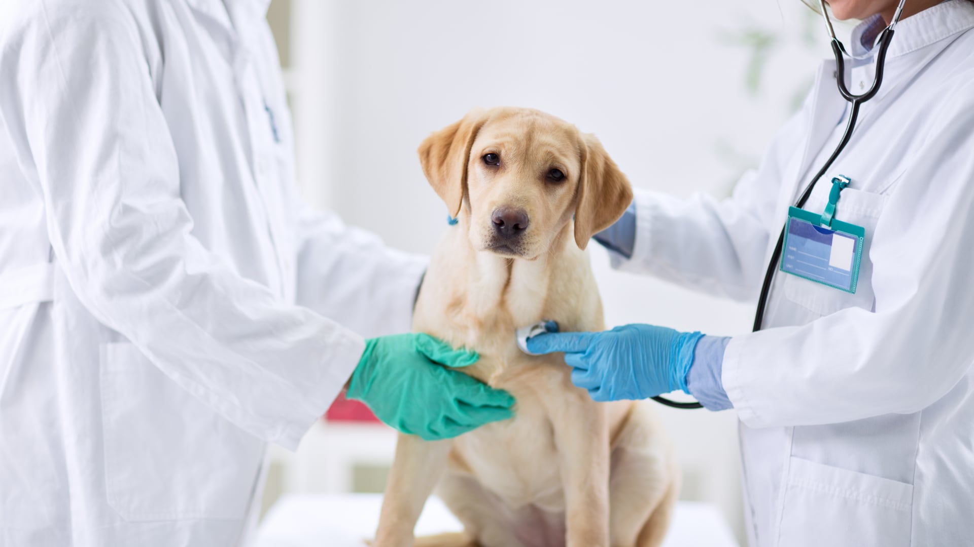 Científicos en EE.UU. identificaron once bacterias intestinales asociadas a la supervivencia de perros con cáncer tratados con inmunoterapia. (Archivo Canva)