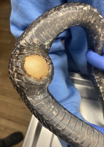 La palanca de cambios sobresalía