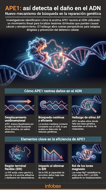 Infografía detallada mostrando una enzima APE1 en interacción con una hebra de ADN, ilustrando su mecanismo de detección de daños genéticos.