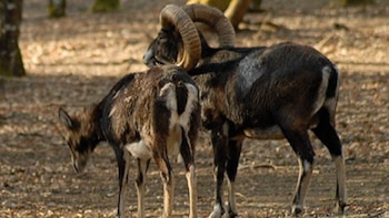 Alcaldesa de León advierte sobre