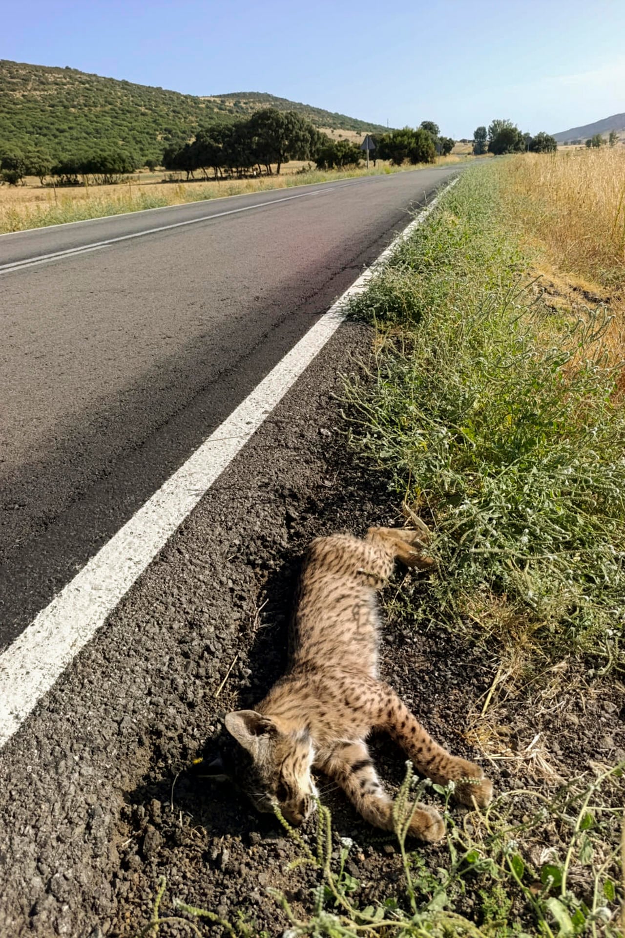 Un cachorro de lince ibérico muerto en la CM-4115 (EFE)