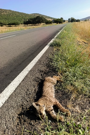 Un cachorro de lince ibérico (Lynx pardina) ha muerto este domingo atropellado en la carretera CM-4115, que conecta las localidades ciudadrealeñas de Caracuel, Villamayor de Calatrava y Almodóvar del Campo, en el entorno de la microreserva de la laguna de Caracuel, incluida en el Lugar de Importancia Comunitaria (LIC) "Lagunas Volcánicas del Campo de Calatrava", integrado en la Red Natura 2000. EFE/Jesús Monroy