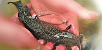 Eremophilus mutisii o pez capitán