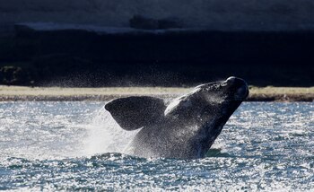 El conocimiento cultural que transmiten