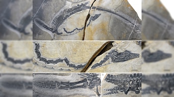 Cuatro fotografías de fósiles de reptil marino: huesos negros sobre roca clara. Se aprecian vértebras, costillas, extremidades, etiquetas y barras de escala.