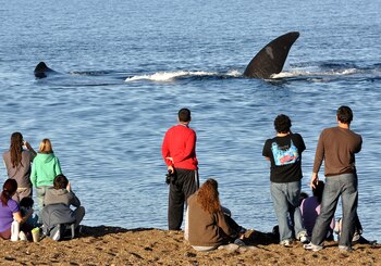 Avistaje de ballenas en Puerto