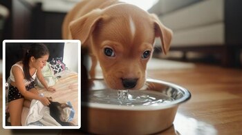 El fallecimiento de un canino