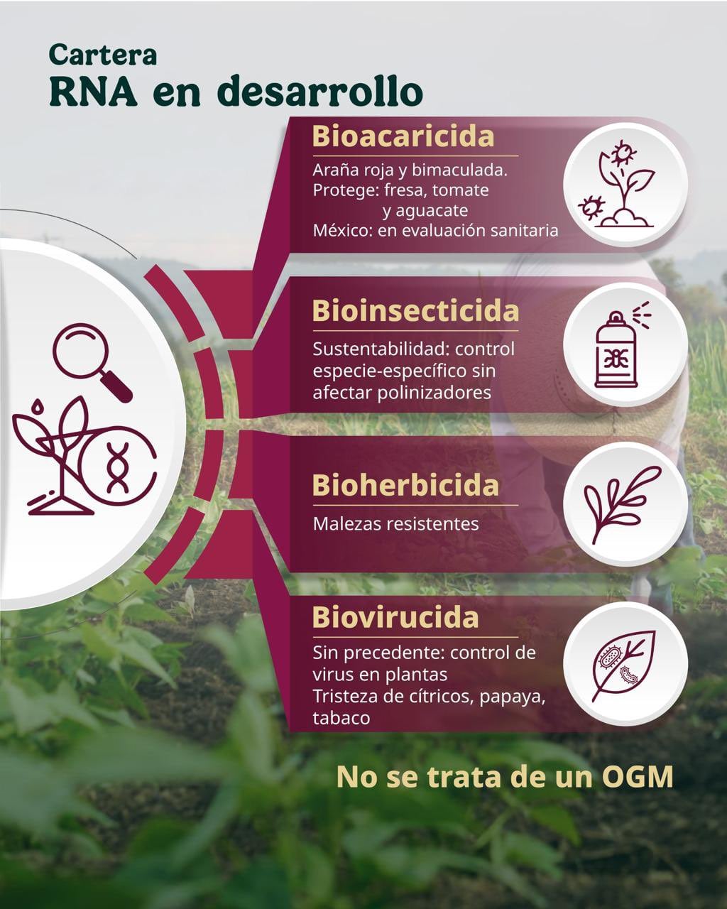 Se proyecta una inversión millonaria para producir el producto a gran escala.
Crédito: X/ @SE_mx