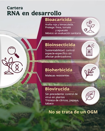 Se proyecta una inversión millonaria para producir el producto a gran escala.
Crédito: X/ @SE_mx