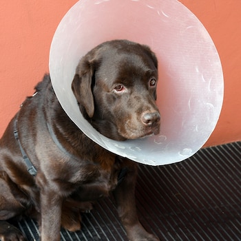 El collar isabelino evita que un perro se lama o muerda una herida (Pine Animal Hospital)