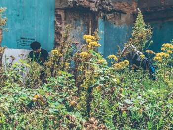 Algunas de las plantas halladas