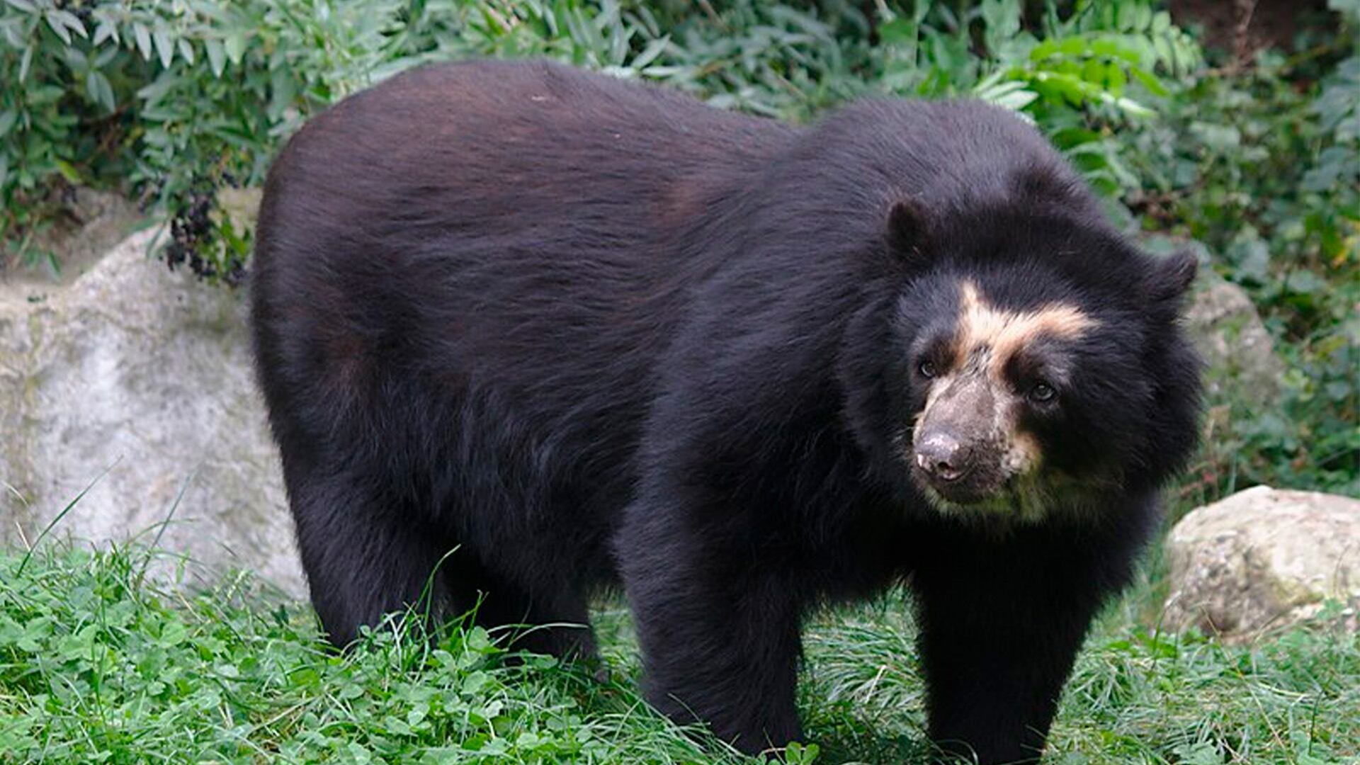 El repunte en la población de osos y la desaparición de comunidades rurales incrementan los encuentros peligrosos en Japón (Wikimedia)