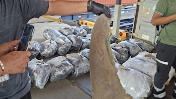 Contenedor con 109 sacos de aletas de tiburón con destino a Malasia es retenido en el puerto panameño de Manzanillo