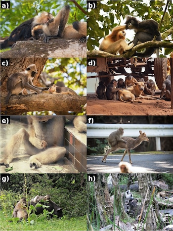 El origen de nuestro vínculo con los animales: pistas de la naturaleza sobre por qué los elegimos como compañeros