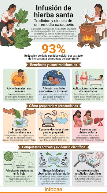 Infografía con ilustraciones de mujeres preparando té, textos explicativos sobre la hierba santa, dibujos de plantas y esquemas moleculares.