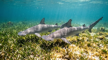 Dos tiburones grises nadan sobre vegetación verde en un fondo marino de aguas turquesas iluminadas por rayos de sol.
