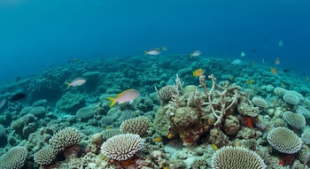 Fondo marino con numerosos corales de diversas formas, algunos blanqueados, y peces de distintos tamaños nadando.