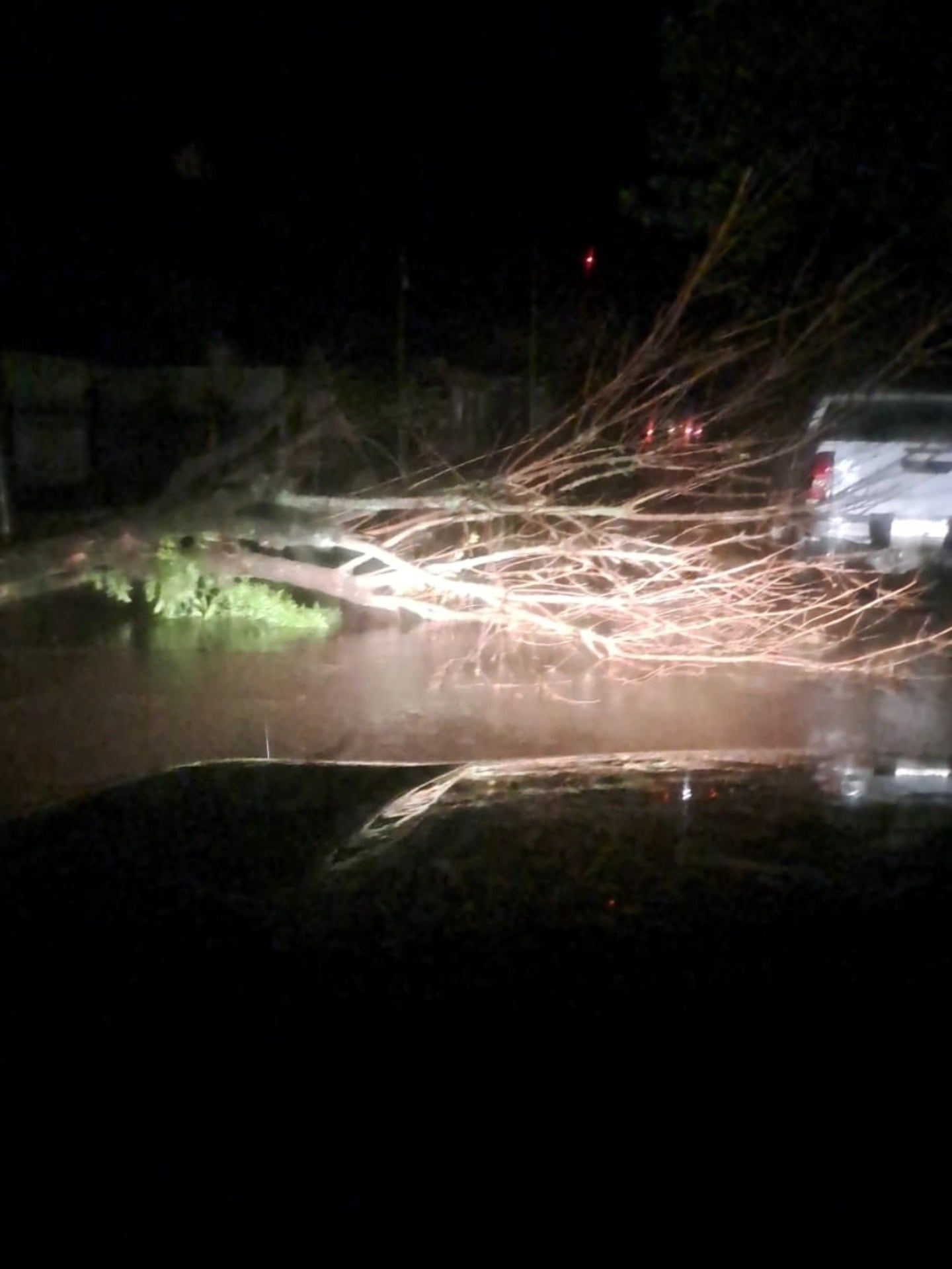 Las autoridades estiman que al menos 200 árboles se cayeron durante la tormenta (Facebook: Radio Ciudad de Coronel Moldes)